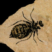 0.7" Dragonfly Larvae Fossil Libellula Doris Plate Upper Miocene Piemont Italy Display