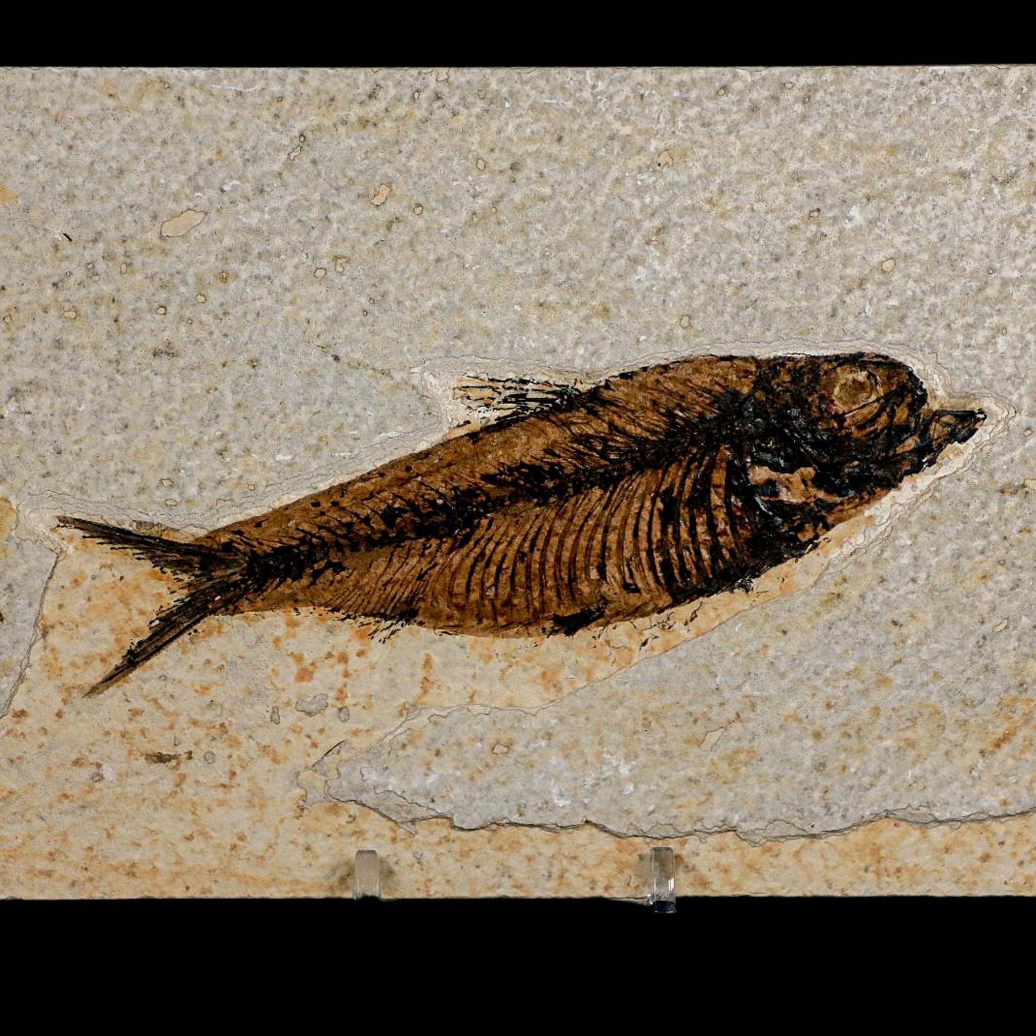 XXL 5" Knightia Eocaena Fossil Fish Green River FM WY Eocene Age COA And Stand - Fossil Age Minerals