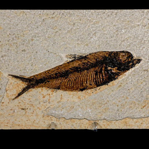 XXL 5" Knightia Eocaena Fossil Fish Green River FM WY Eocene Age COA And Stand