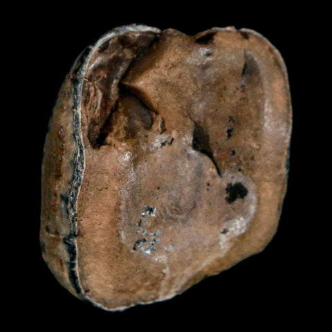 1" Tapir Tapirus Veroensis Fossil Tooth Pleistocene Age Withlacoochee River FL Display - Fossil Age Minerals