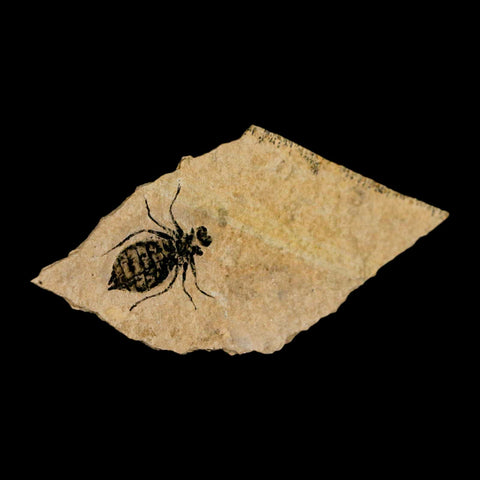 0.7" Dragonfly Larvae Fossil Libellula Doris Plate Upper Miocene Piemont Italy Display - Fossil Age Minerals