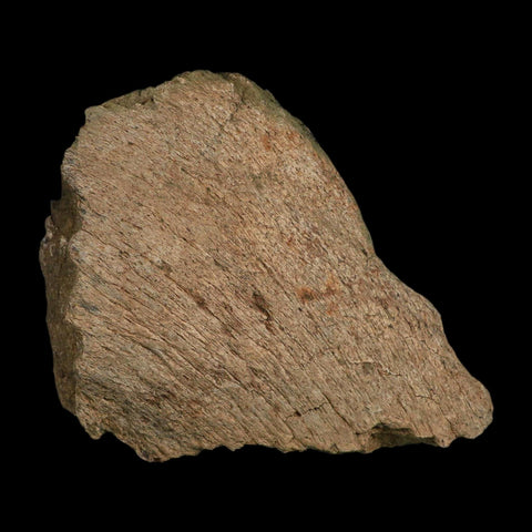 6" Triceratops Fossil Frill Blood Groves Hell Creek FM Cretaceous Dinosaur MT COA Stand - Fossil Age Minerals