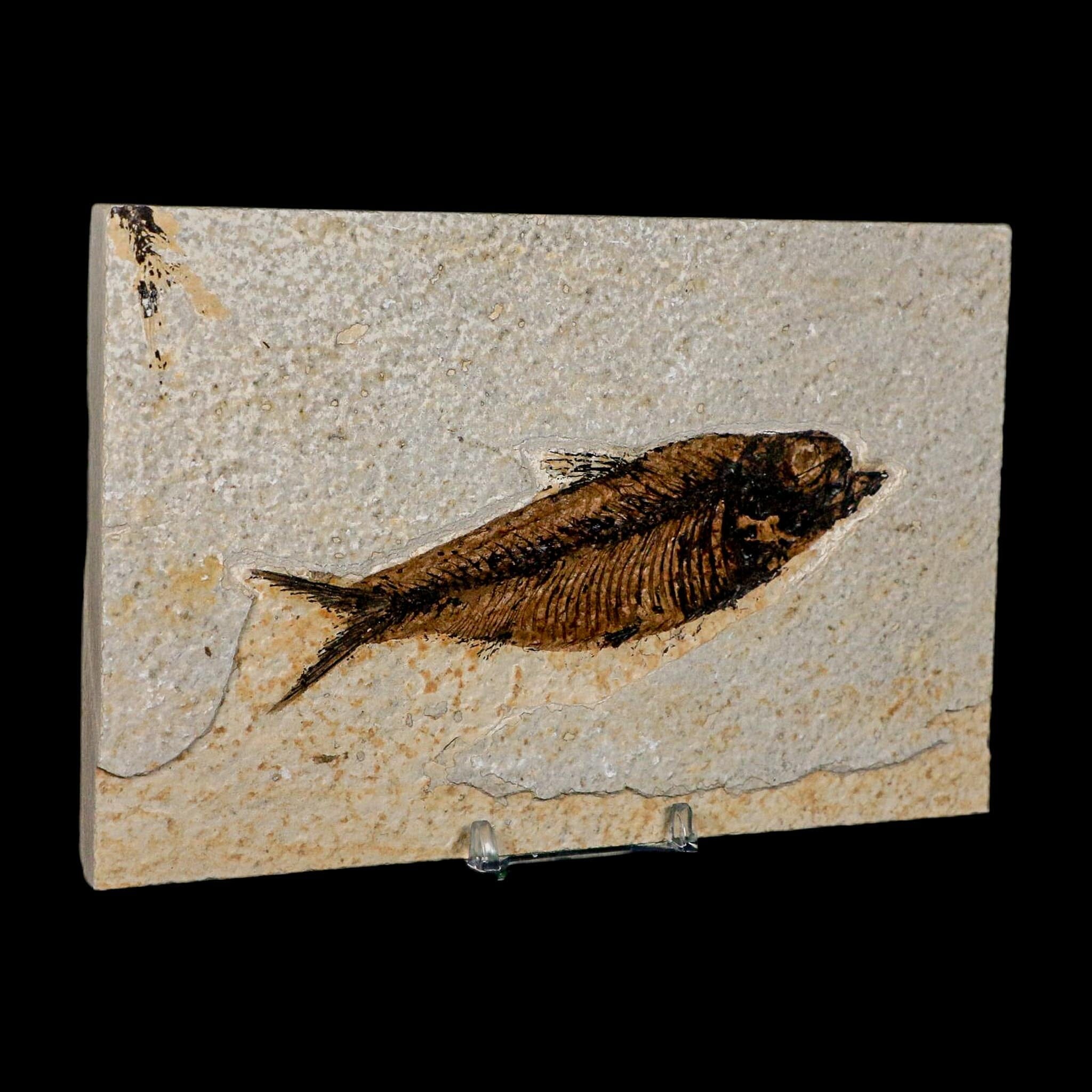 XXL 5" Knightia Eocaena Fossil Fish Green River FM WY Eocene Age COA And Stand - Fossil Age Minerals