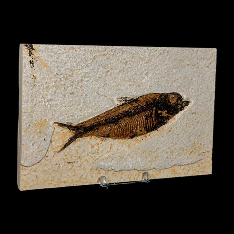 XXL 5" Knightia Eocaena Fossil Fish Green River FM WY Eocene Age COA And Stand