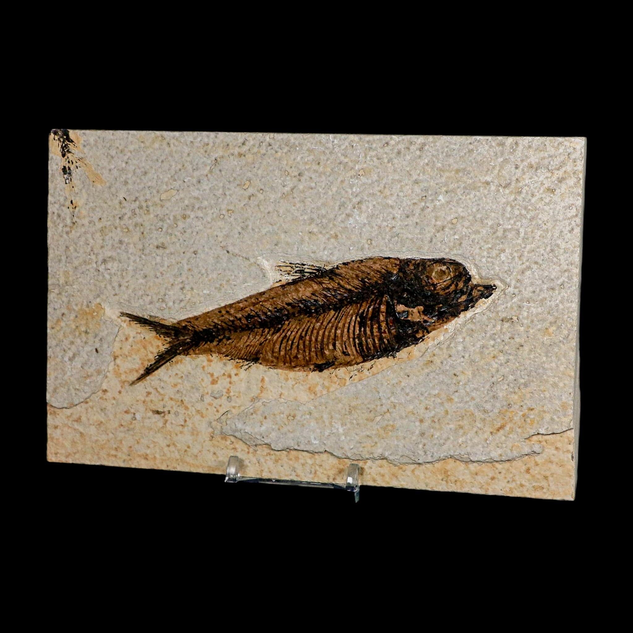 XXL 5" Knightia Eocaena Fossil Fish Green River FM WY Eocene Age COA And Stand - Fossil Age Minerals