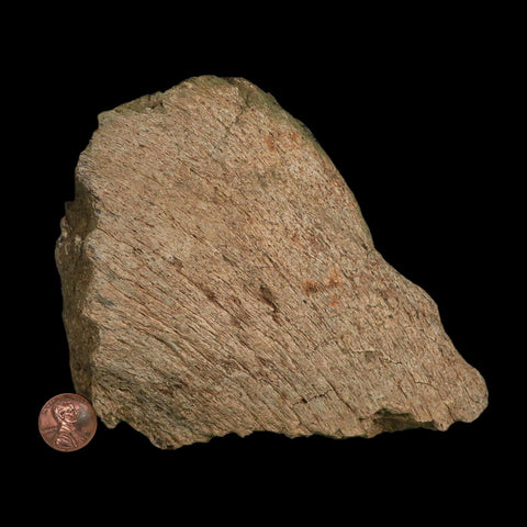 6" Triceratops Fossil Frill Blood Groves Hell Creek FM Cretaceous Dinosaur MT COA Stand - Fossil Age Minerals