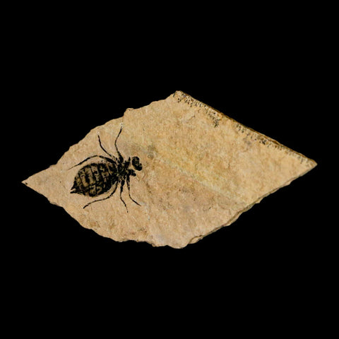 0.7" Dragonfly Larvae Fossil Libellula Doris Plate Upper Miocene Piemont Italy Display - Fossil Age Minerals