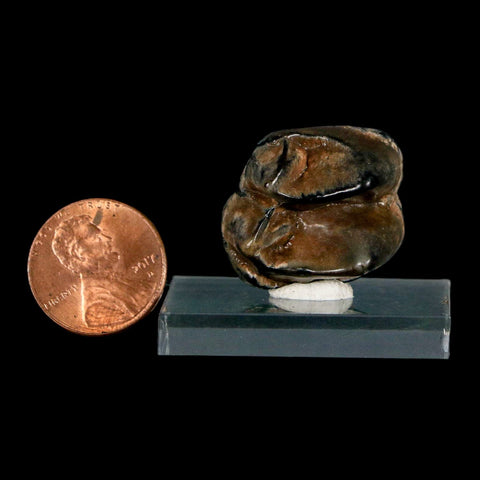 1" Tapir Tapirus Veroensis Fossil Tooth Pleistocene Age Withlacoochee River FL Display - Fossil Age Minerals