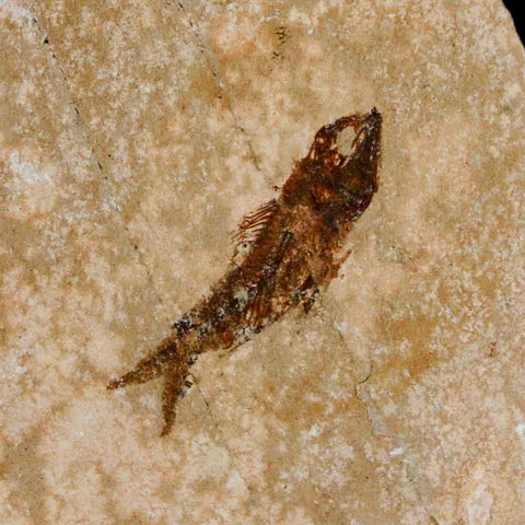 0.9" Hemisaurida Fossil Fish Plate Cretaceous Dinosaur Age Hakel Lebanon - Fossil Age Minerals