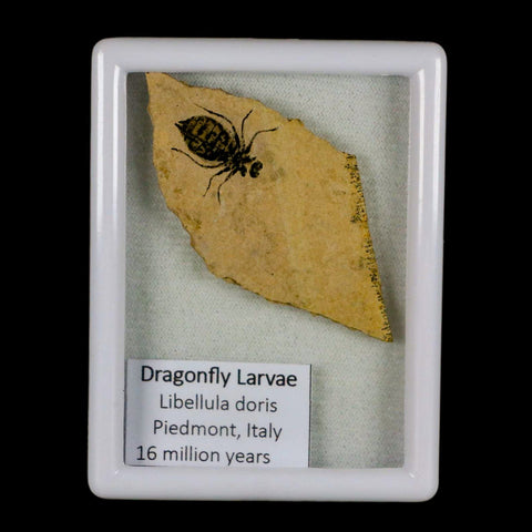 0.7" Dragonfly Larvae Fossil Libellula Doris Plate Upper Miocene Piemont Italy Display - Fossil Age Minerals