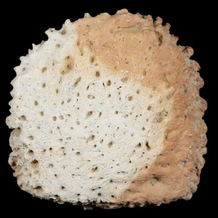 1.9" Glyptodon Fossil Osteoderm Scute Plate Bony Armor Pliocene Age Uruguay COA