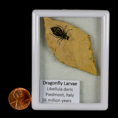 0.7" Dragonfly Larvae Fossil Libellula Doris Plate Upper Miocene Piemont Italy Display - Fossil Age Minerals