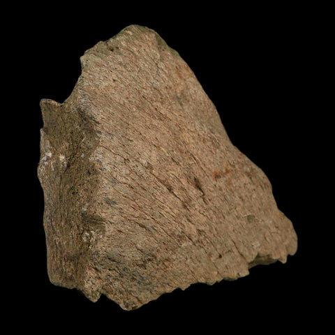 6" Triceratops Fossil Frill Blood Groves Hell Creek FM Cretaceous Dinosaur MT COA Stand - Fossil Age Minerals