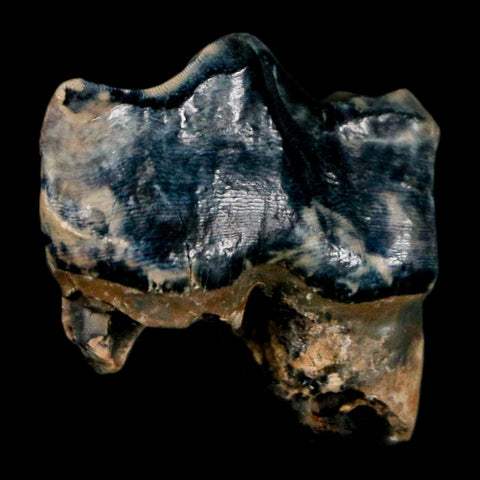 0.9" Tapir Tapirus Veroensis Fossil Tooth Pleistocene Age Withlacoochee River FL Display - Fossil Age Minerals