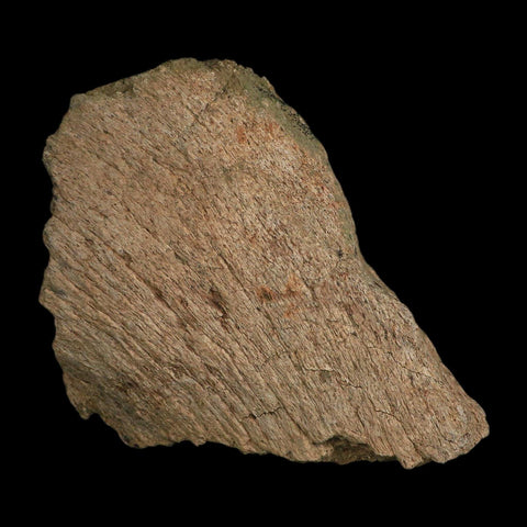 6" Triceratops Fossil Frill Blood Groves Hell Creek FM Cretaceous Dinosaur MT COA Stand - Fossil Age Minerals