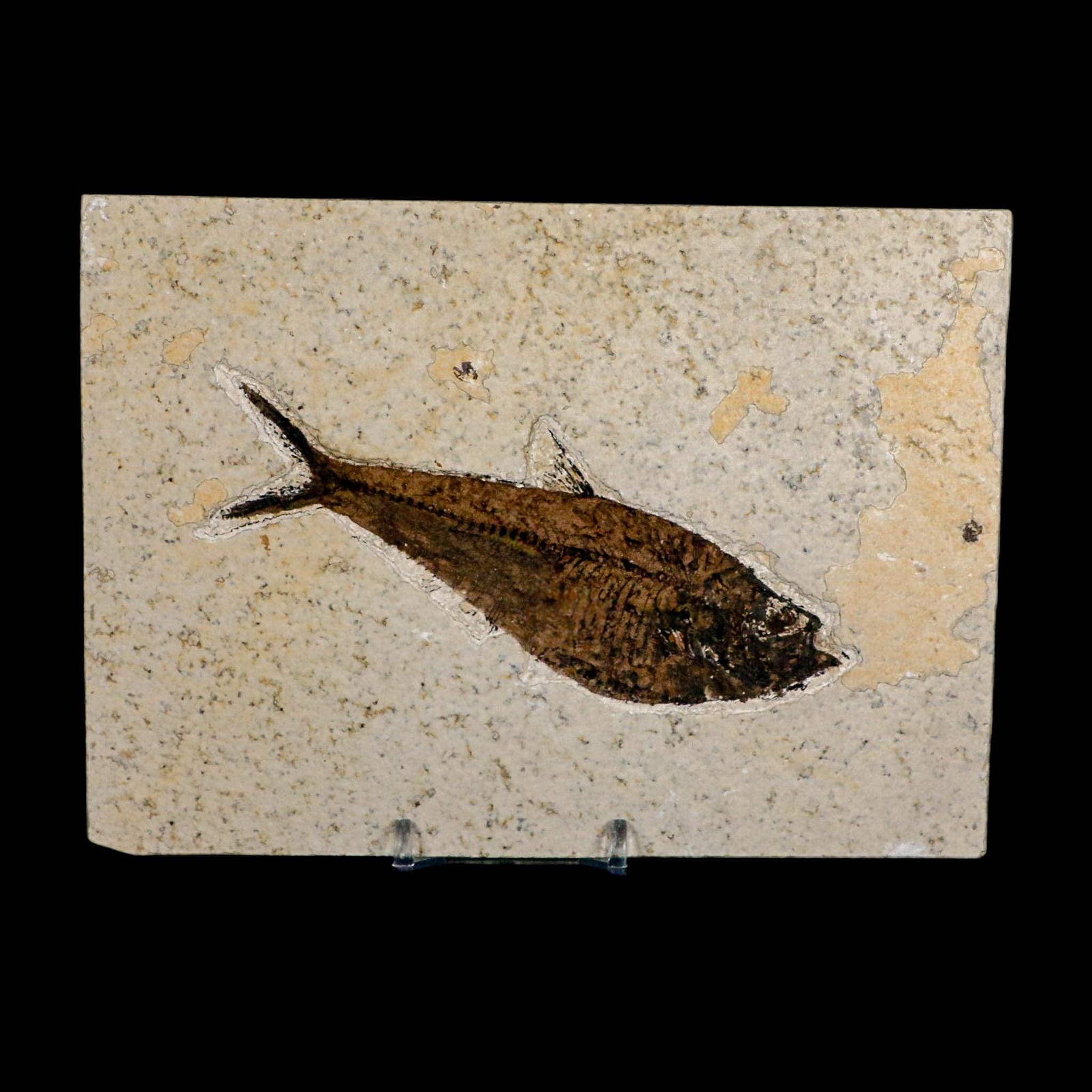4.8" Diplomystus Dentatus Fossil Fish Green River FM WY Eocene Age COA, Stand - Fossil Age Minerals