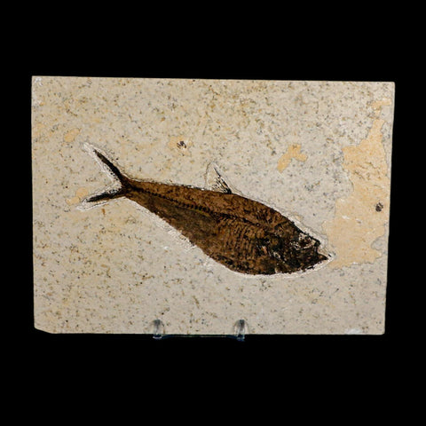 4.8" Diplomystus Dentatus Fossil Fish Green River FM WY Eocene Age COA, Stand