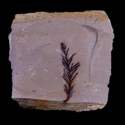 1.7" Detailed Fossil Plant Leafs Metasequoia Dawn Redwood Oligocene Age MT COA