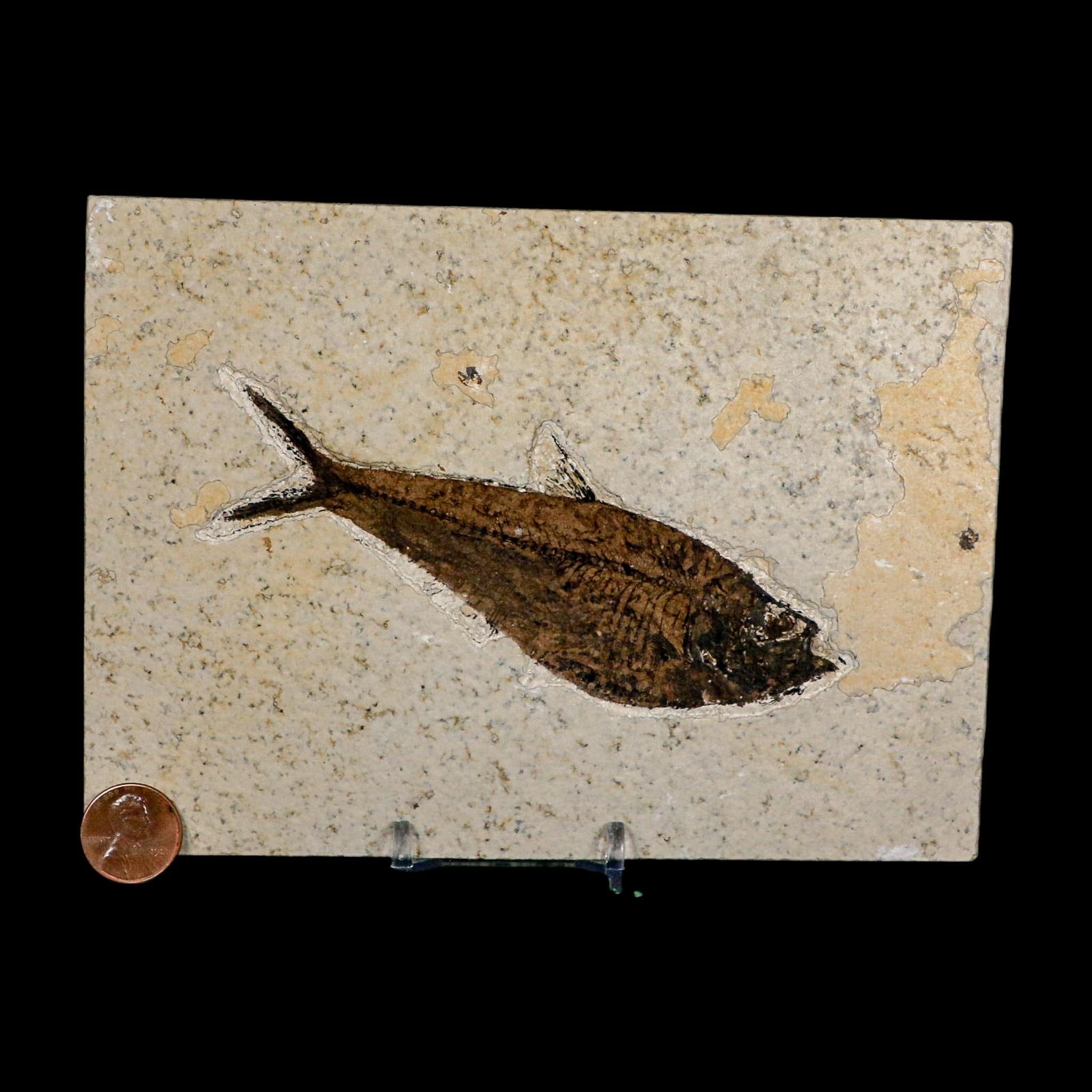 4.8" Diplomystus Dentatus Fossil Fish Green River FM WY Eocene Age COA, Stand - Fossil Age Minerals
