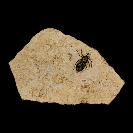 0.6" Dragonfly Larvae Fossil Libellula Doris Plate Upper Miocene Piemont Italy Display