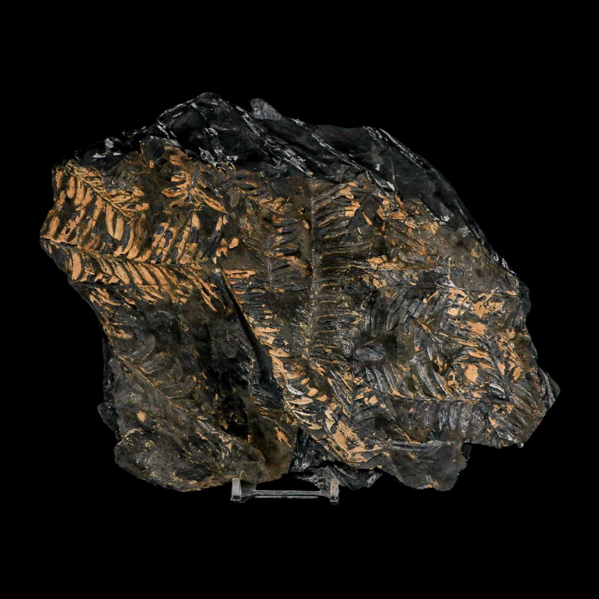 10.1" Alethopteris Fern Plant Leaf Fossil Carboniferous Age Llewellyn FM ST Clair, PA - Fossil Age Minerals