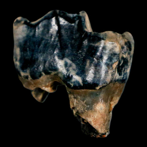 0.9" Tapir Tapirus Veroensis Fossil Tooth Pleistocene Age Withlacoochee River FL Display - Fossil Age Minerals