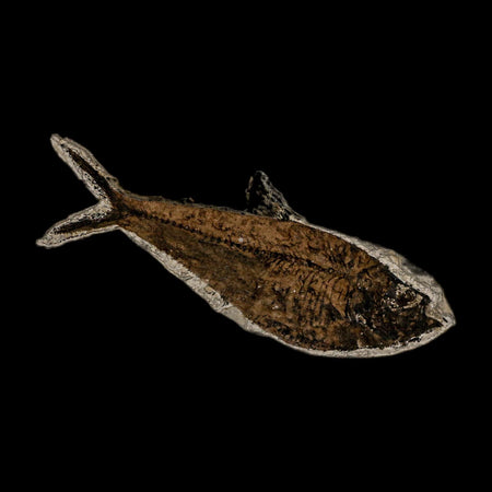 4.8" Diplomystus Dentatus Fossil Fish Green River FM WY Eocene Age COA, Stand