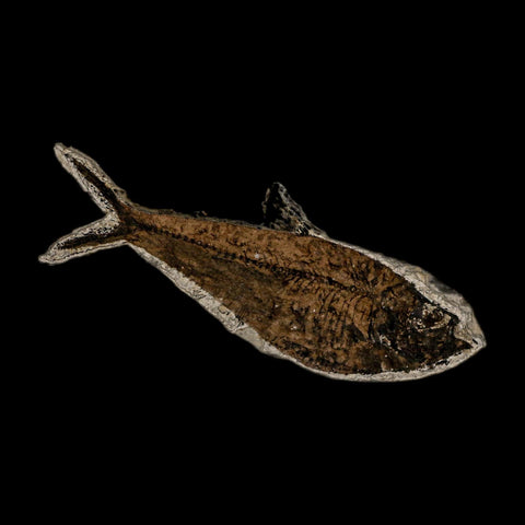4.8" Diplomystus Dentatus Fossil Fish Green River FM WY Eocene Age COA, Stand