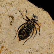 0.6" Dragonfly Larvae Fossil Libellula Doris Plate Upper Miocene Piemont Italy Display