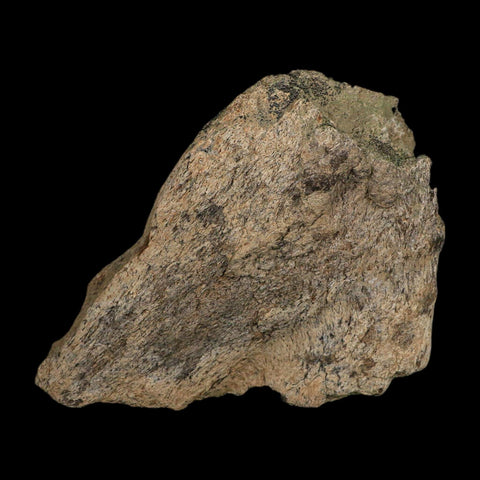 6" Triceratops Fossil Frill Blood Groves Hell Creek FM Cretaceous Dinosaur MT COA Stand - Fossil Age Minerals