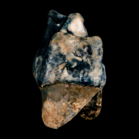 0.9" Tapir Tapirus Veroensis Fossil Tooth Pleistocene Age Withlacoochee River FL Display - Fossil Age Minerals