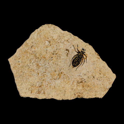 0.6" Dragonfly Larvae Fossil Libellula Doris Plate Upper Miocene Piemont Italy Display - Fossil Age Minerals