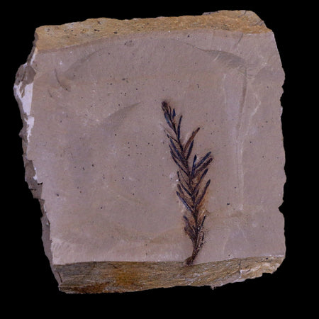 1.7" Detailed Fossil Plant Leafs Metasequoia Dawn Redwood Oligocene Age MT COA