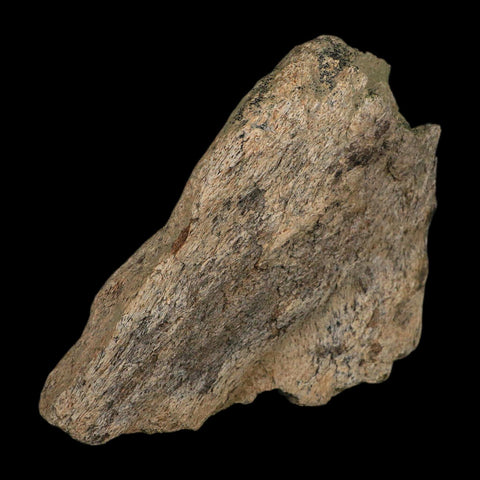 6" Triceratops Fossil Frill Blood Groves Hell Creek FM Cretaceous Dinosaur MT COA Stand - Fossil Age Minerals