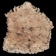 2.1" Glyptodon Fossil Osteoderm Edge Scute Plate Bony Armor Pleistocene Uruguay COA