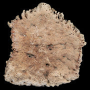 2.1" Glyptodon Fossil Osteoderm Edge Scute Plate Bony Armor Pliocene Uruguay COA