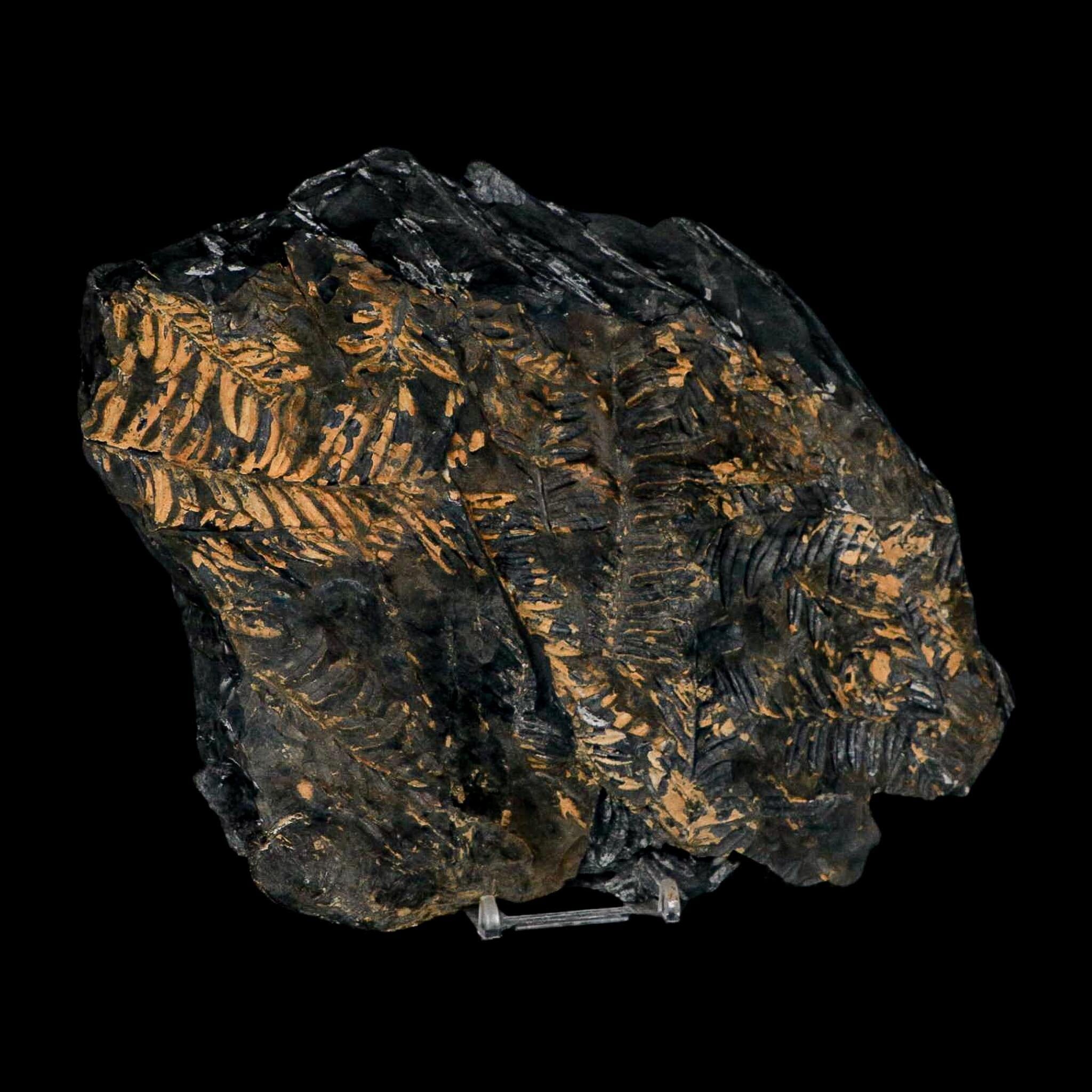 10.1" Alethopteris Fern Plant Leaf Fossil Carboniferous Age Llewellyn FM ST Clair, PA - Fossil Age Minerals