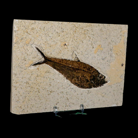 4.8" Diplomystus Dentatus Fossil Fish Green River FM WY Eocene Age COA, Stand