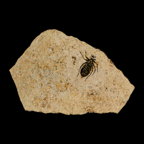0.6" Dragonfly Larvae Fossil Libellula Doris Plate Upper Miocene Piemont Italy Display - Fossil Age Minerals