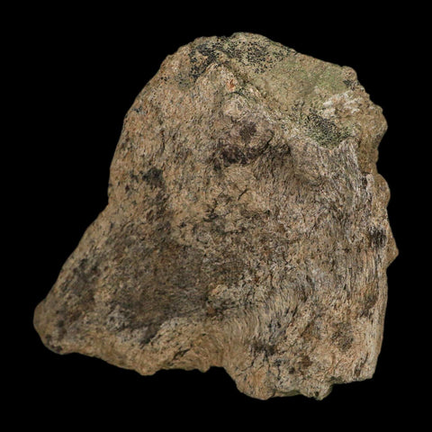 6" Triceratops Fossil Frill Blood Groves Hell Creek FM Cretaceous Dinosaur MT COA Stand - Fossil Age Minerals