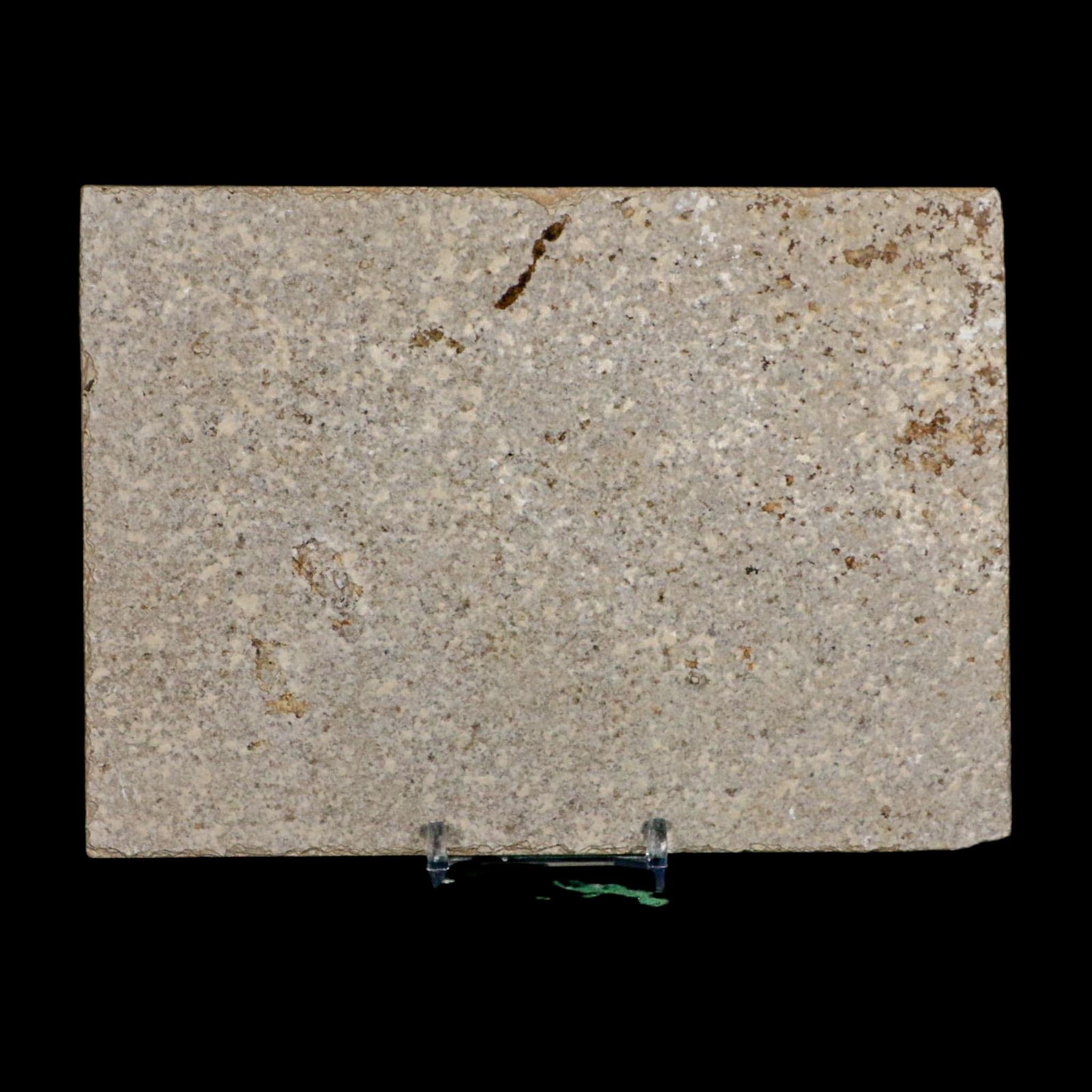 4.8" Diplomystus Dentatus Fossil Fish Green River FM WY Eocene Age COA, Stand - Fossil Age Minerals