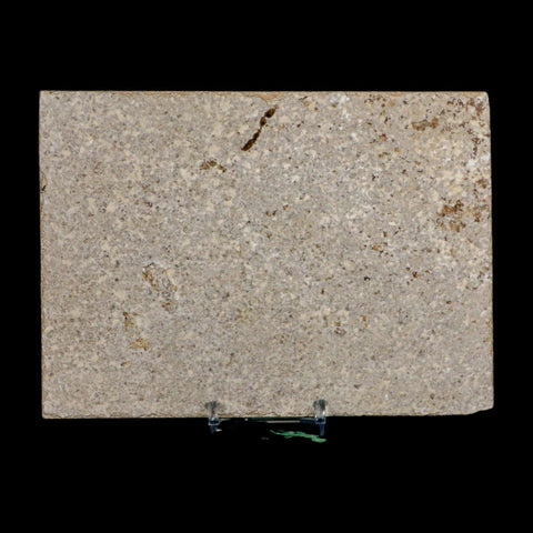 4.8" Diplomystus Dentatus Fossil Fish Green River FM WY Eocene Age COA, Stand