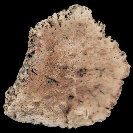 2.1" Glyptodon Fossil Osteoderm Edge Scute Plate Bony Armor Pliocene Uruguay COA