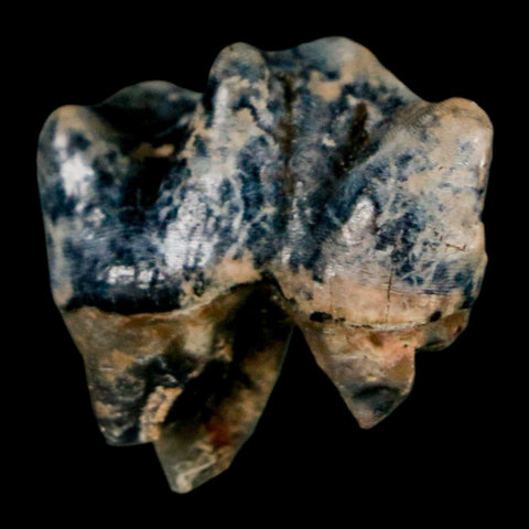0.9" Tapir Tapirus Veroensis Fossil Tooth Pleistocene Age Withlacoochee River FL Display - Fossil Age Minerals