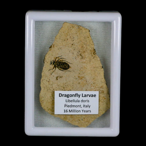 0.6" Dragonfly Larvae Fossil Libellula Doris Plate Upper Miocene Piemont Italy Display - Fossil Age Minerals