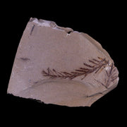 2.1" Detailed Fossil Plant Leafs Metasequoia Dawn Redwood Oligocene Age MT COA