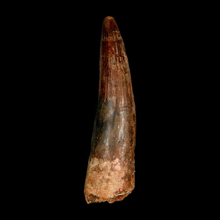 XXL 4.1" Spinosaurus Fossil Tooth 100 Million Years Old Cretaceous Dinosaur COA