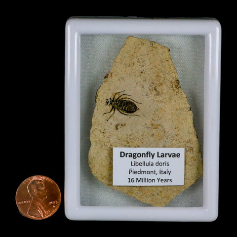 0.6" Dragonfly Larvae Fossil Libellula Doris Plate Upper Miocene Piemont Italy Display - Fossil Age Minerals