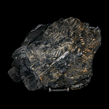 10.1" Alethopteris Fern Plant Leaf Fossil Carboniferous Age Llewellyn FM ST Clair, PA