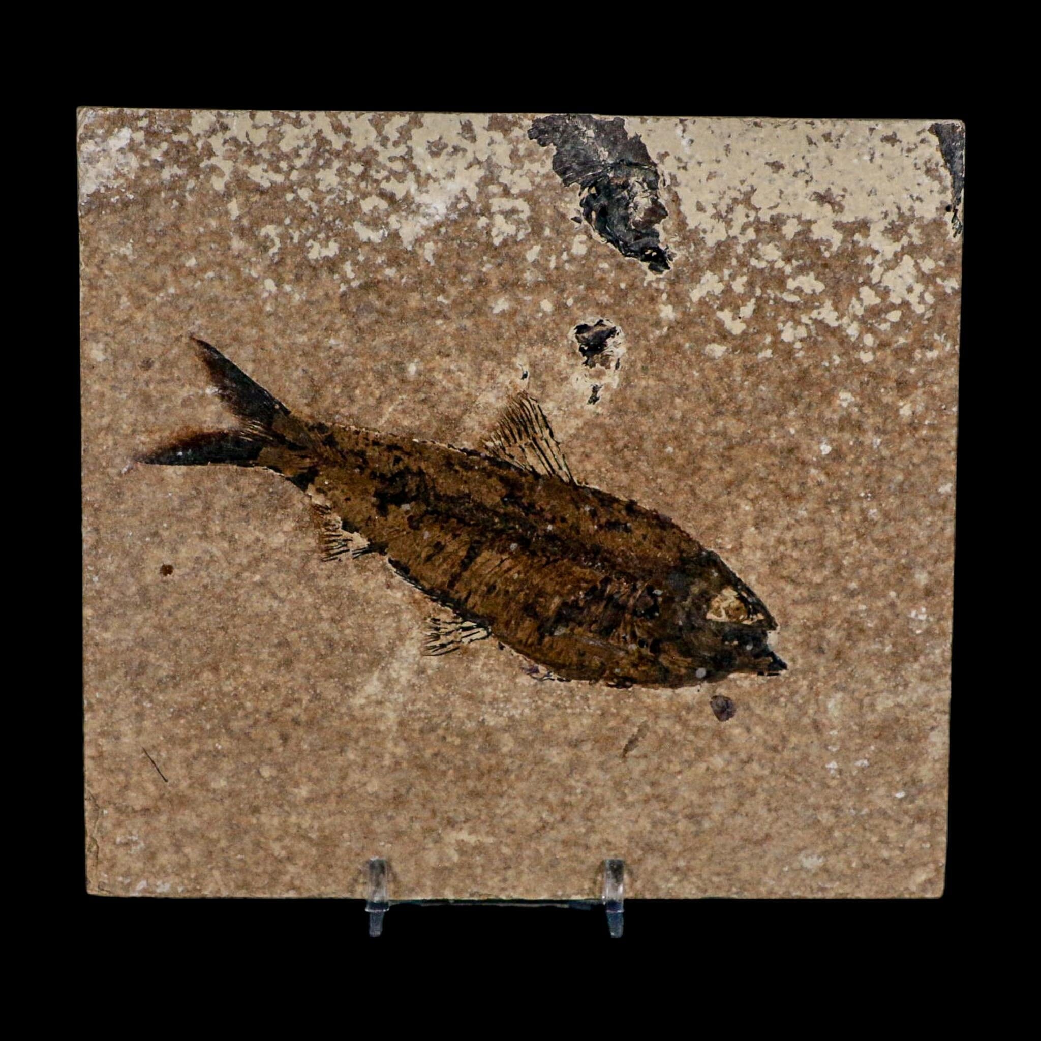 XL 4.4" Knightia Eocaena Fossil Fish Green River FM WY Eocene Age COA And Stand - Fossil Age Minerals
